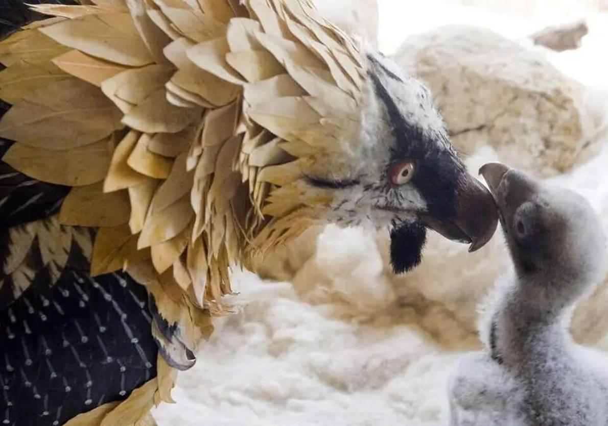 Hunter could face jail time, fine and ban for allegedly killing